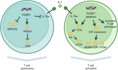 Neglected, yet significant role of FOXP1 in T-cell quiescence, differentiation and exhaustion